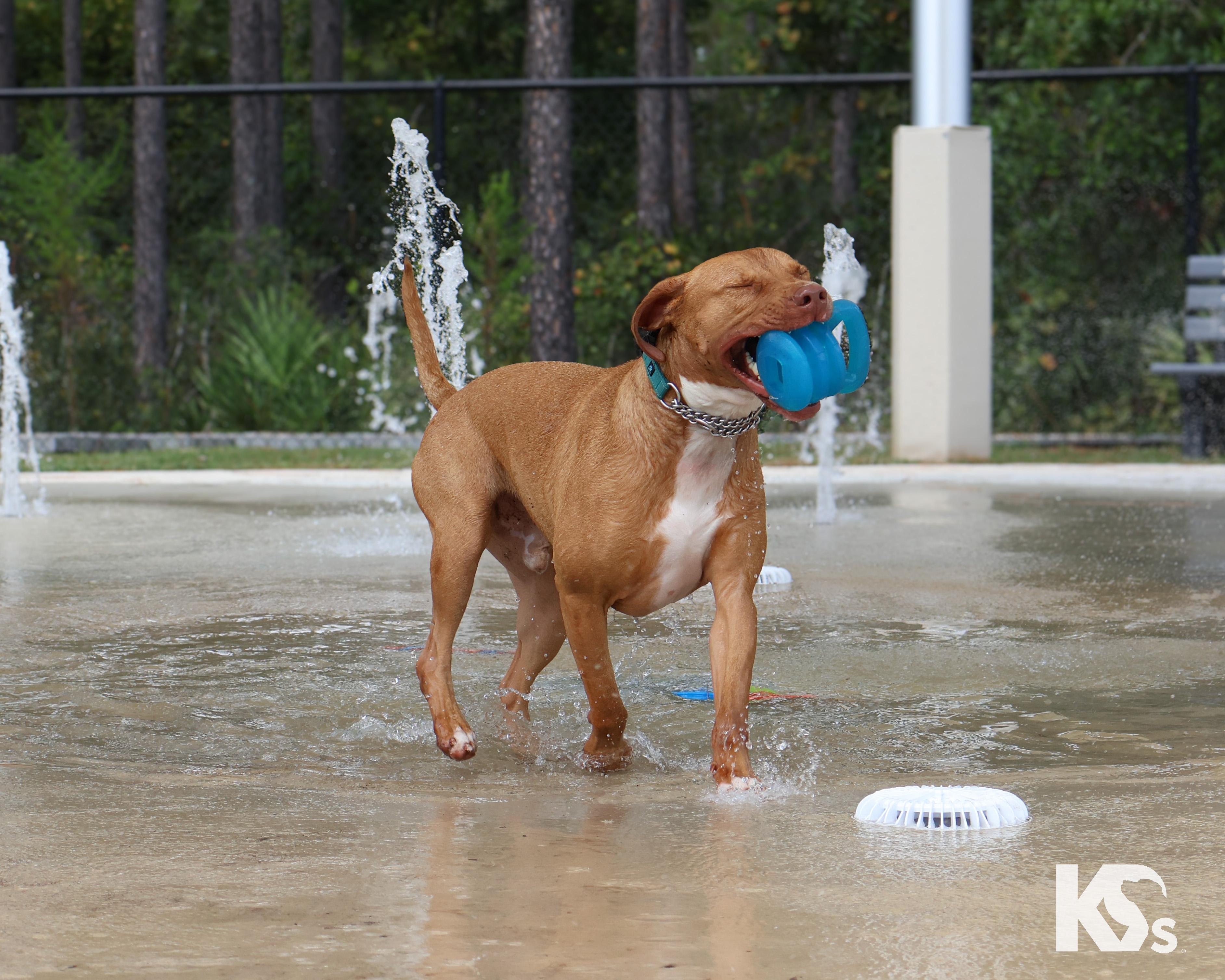 Doughnut thumbnail 3