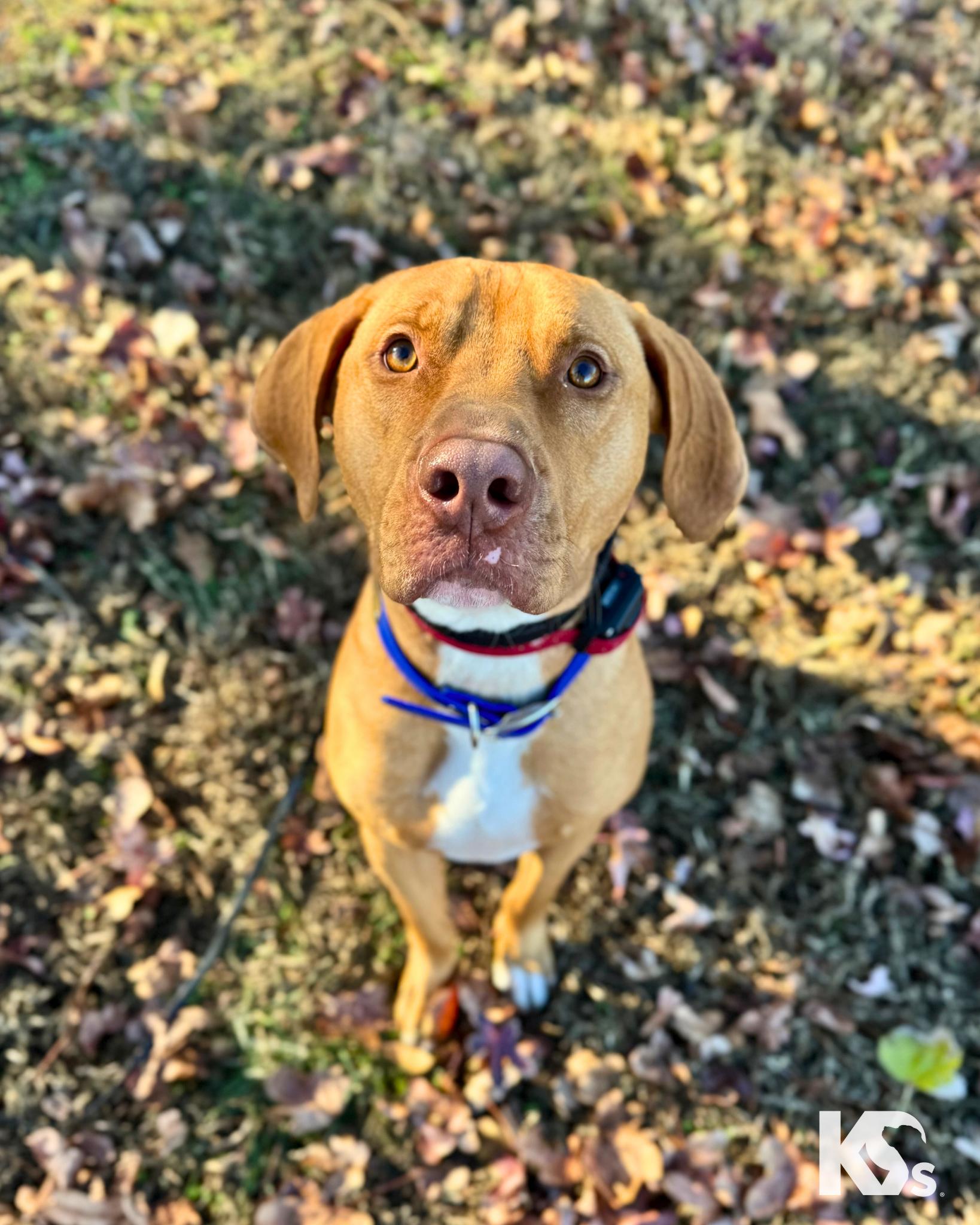 Doughnut thumbnail 5