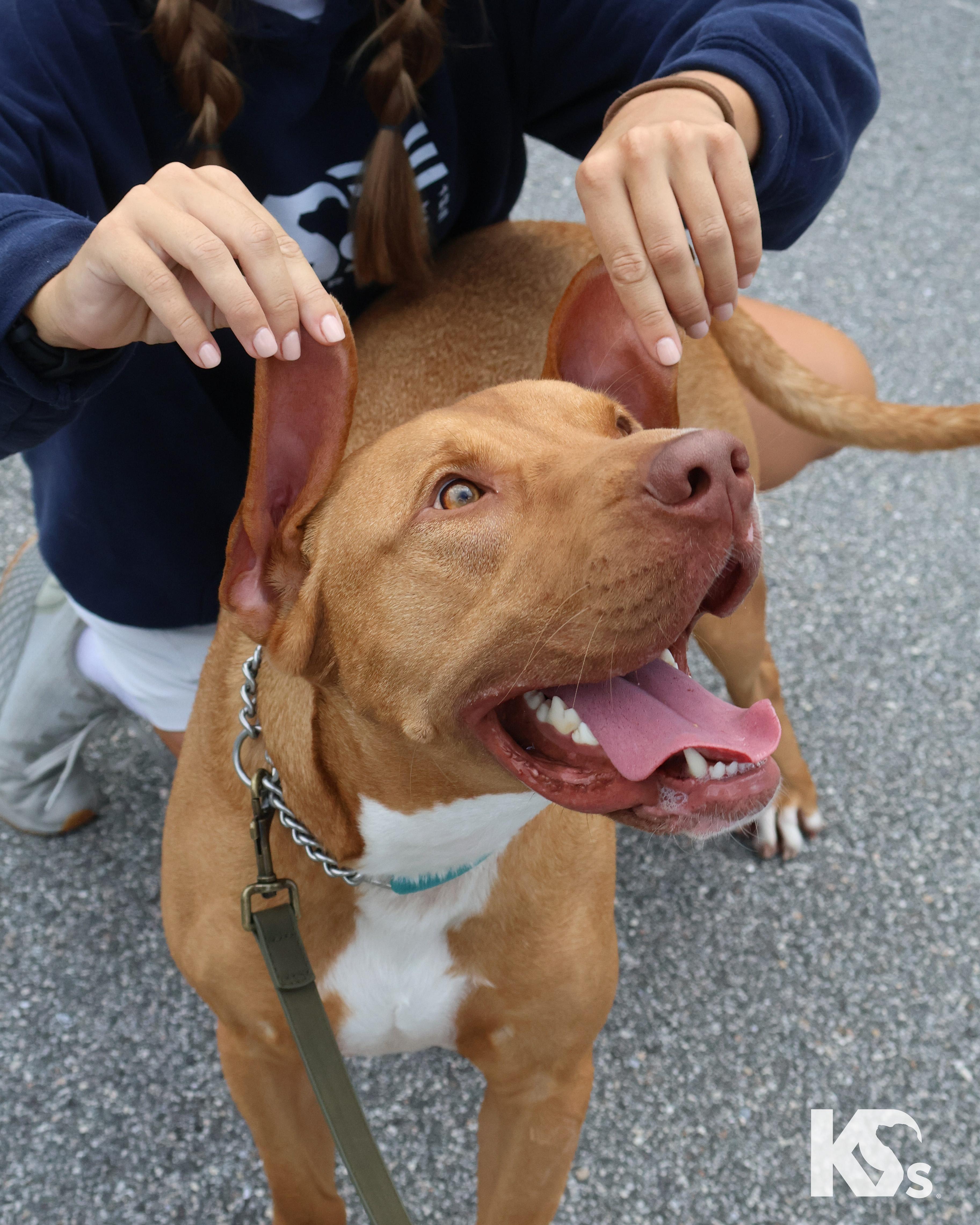 Doughnut thumbnail 6