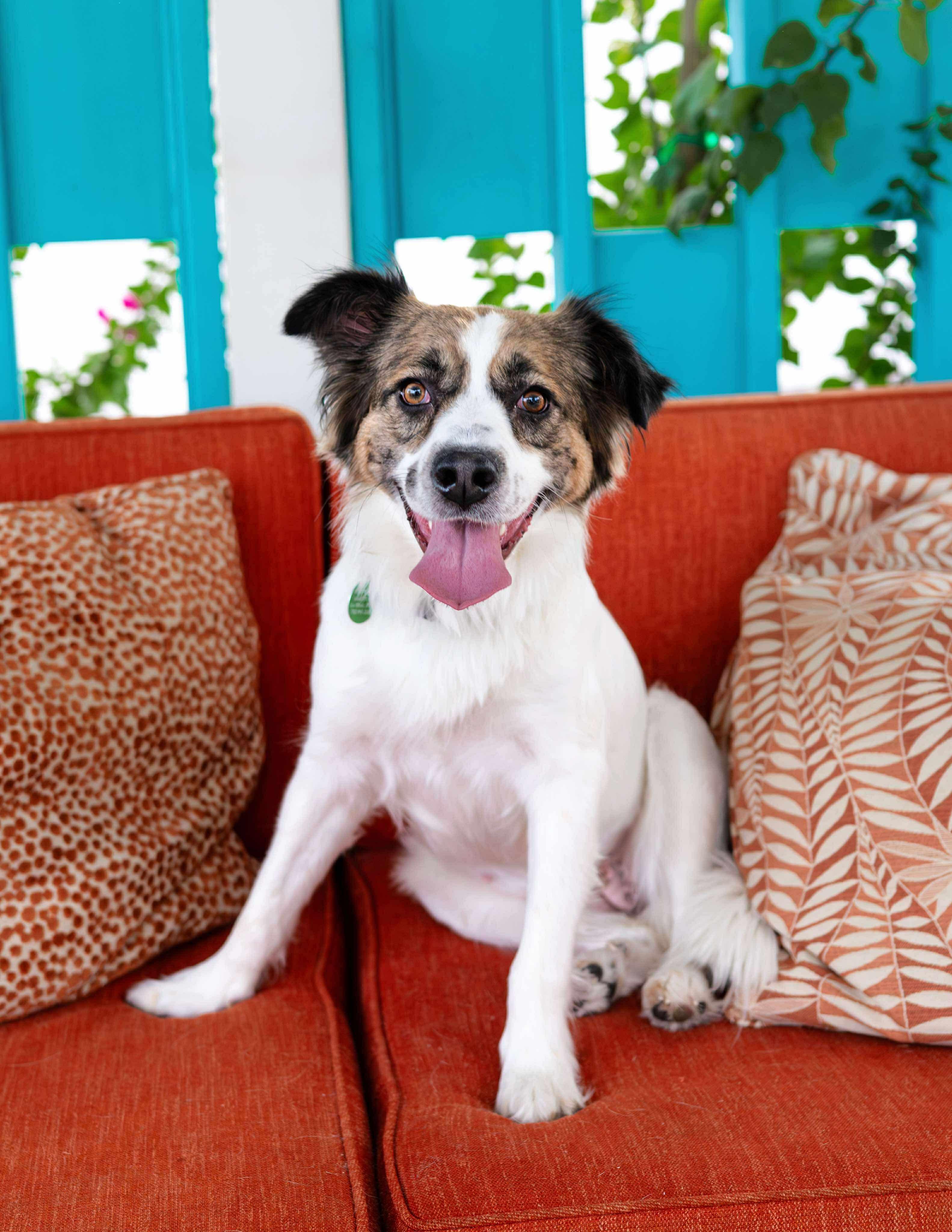 Anne, a Adoptable mixed breed in Las Vegas, NV image 1/5