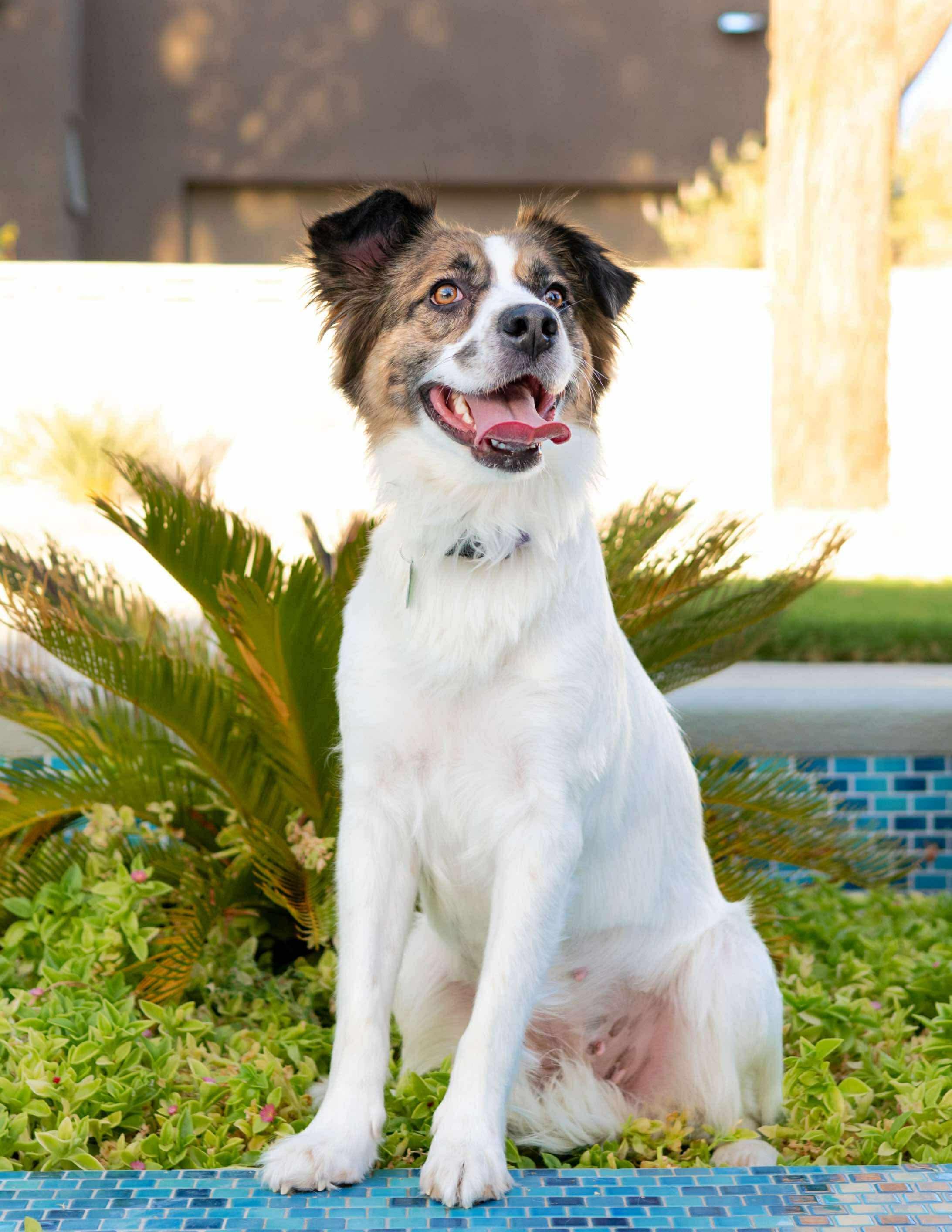 Anne, a Adoptable mixed breed in Las Vegas, NV image 2/5
