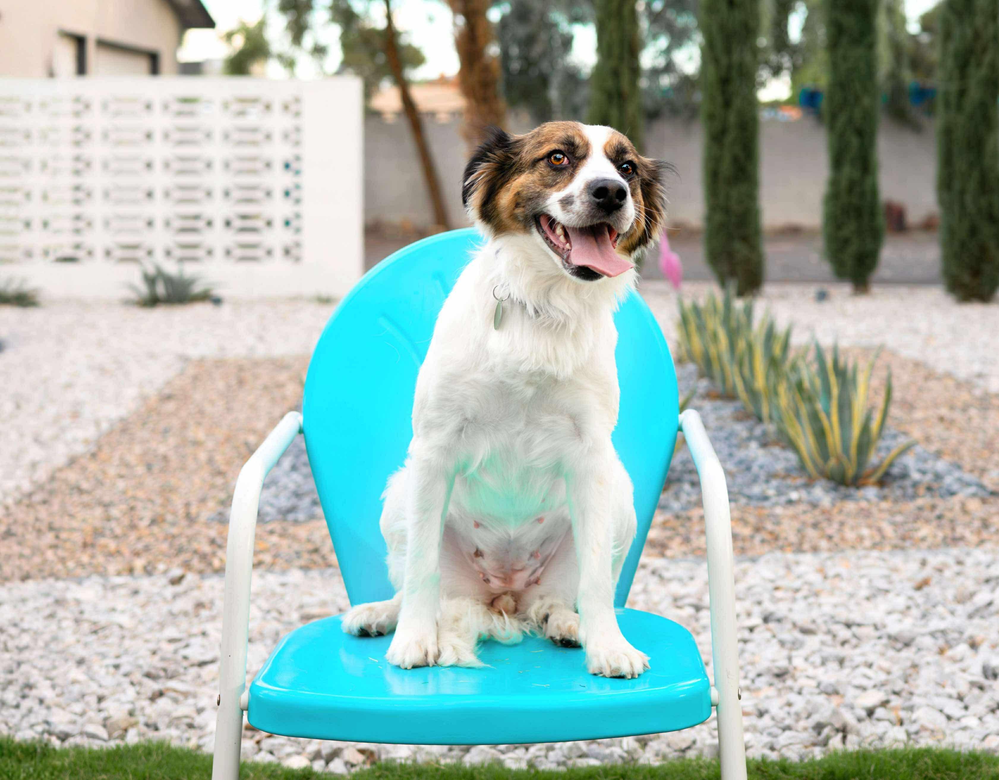 Anne, a Adoptable mixed breed in Las Vegas, NV image 3/5