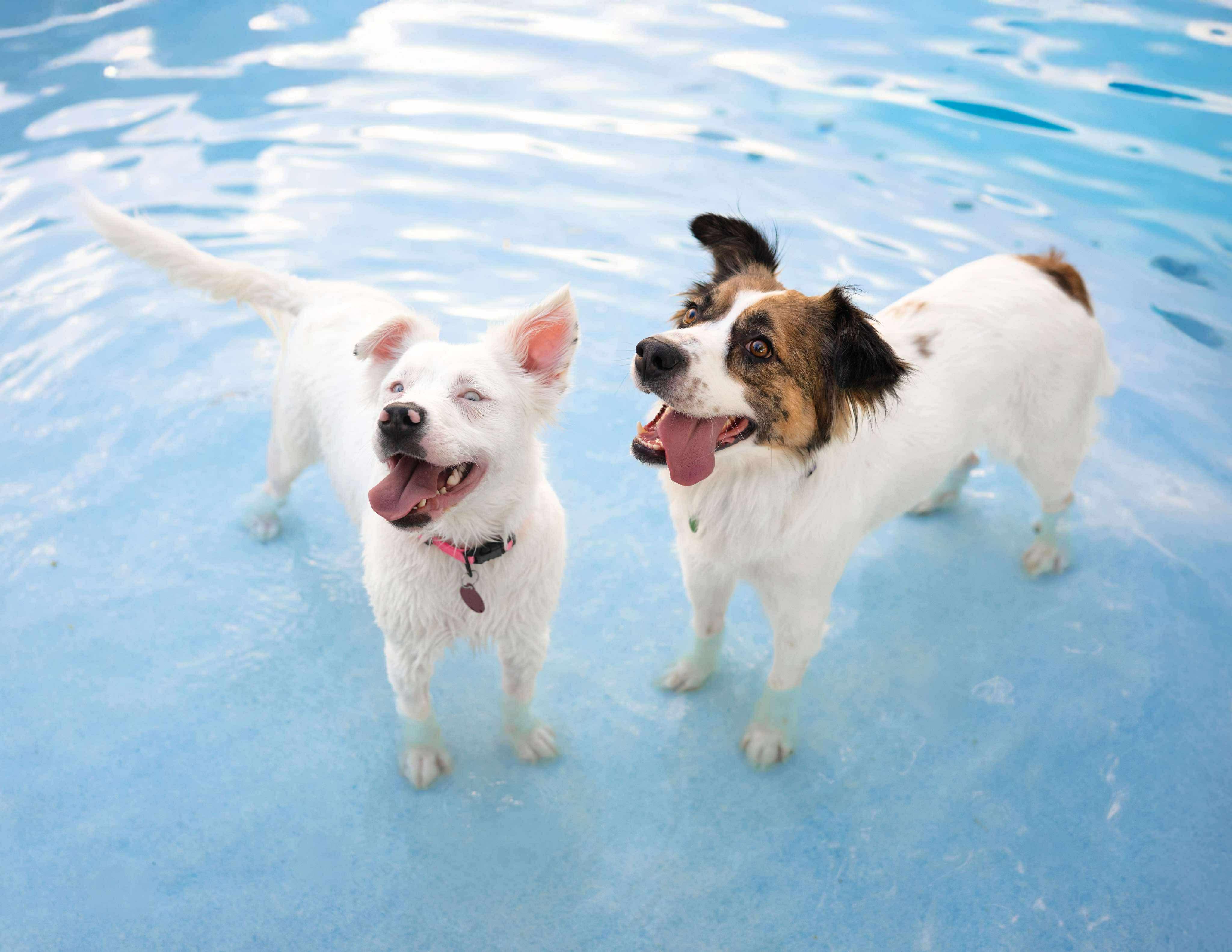 Anne, a Adoptable mixed breed in Las Vegas, NV image 4/5