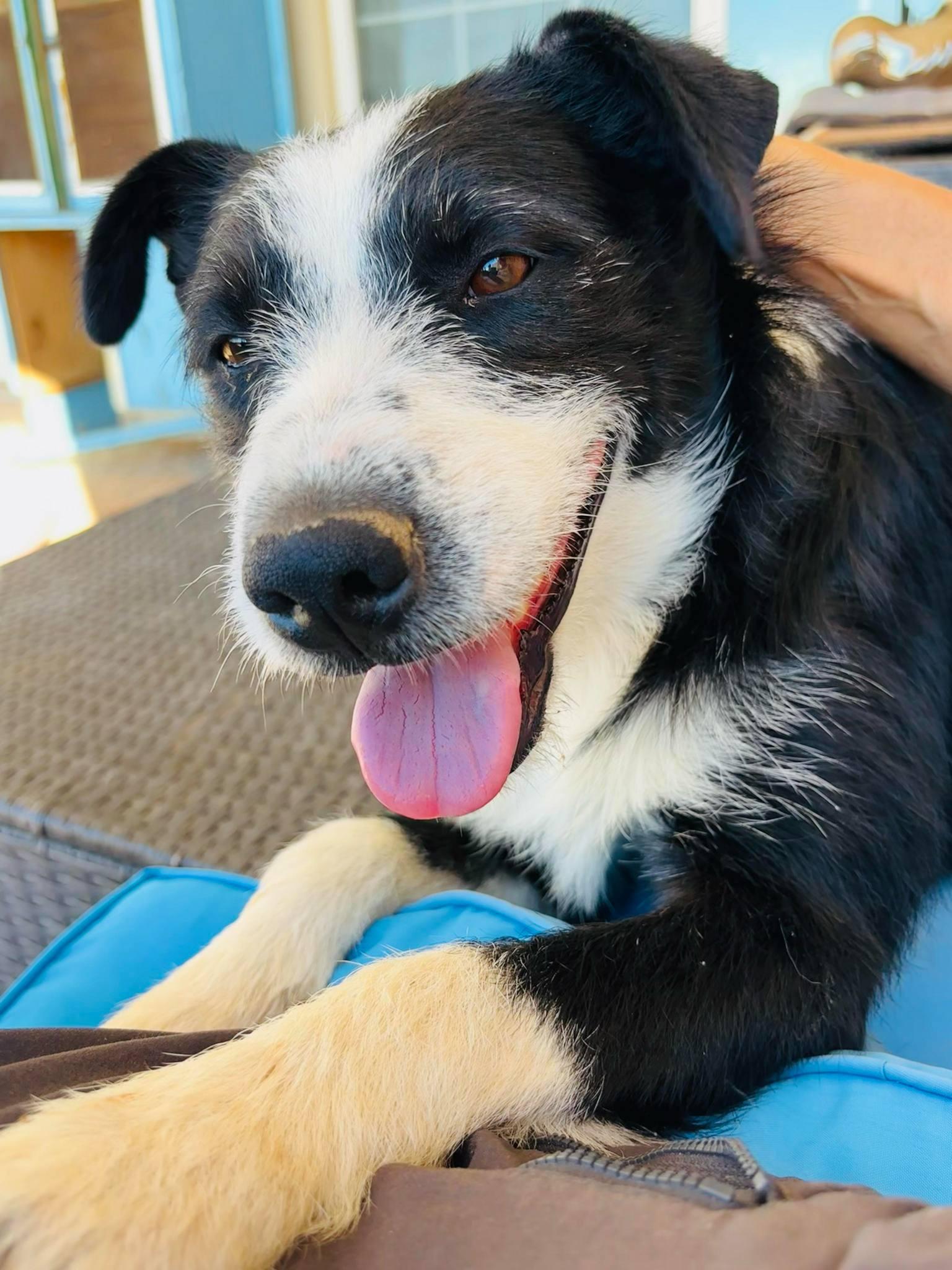 Ada, Adopted, Adult Female Border Collie.