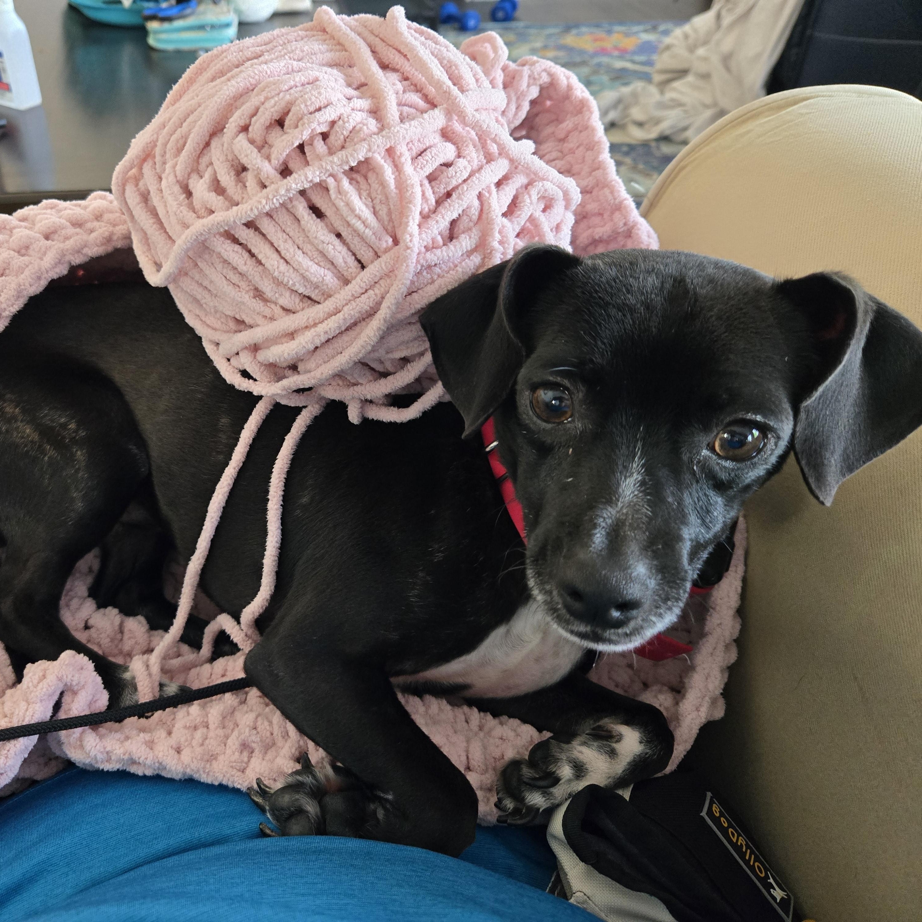 Enlarge Slinky, a Adoptable mixed breed in Queenstown, MD image 2/4