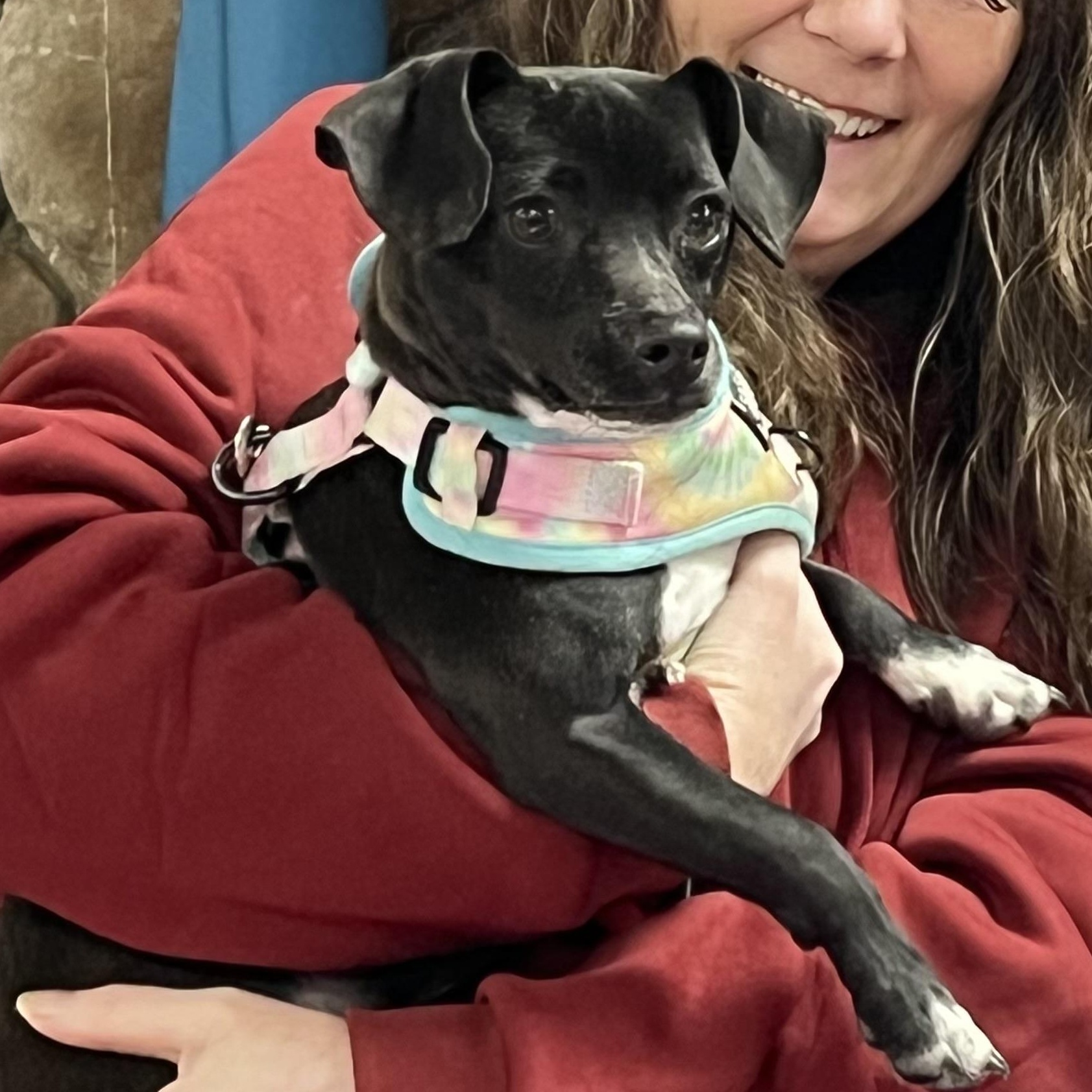 Enlarge Slinky, a Adoptable mixed breed in Queenstown, MD image 4/4