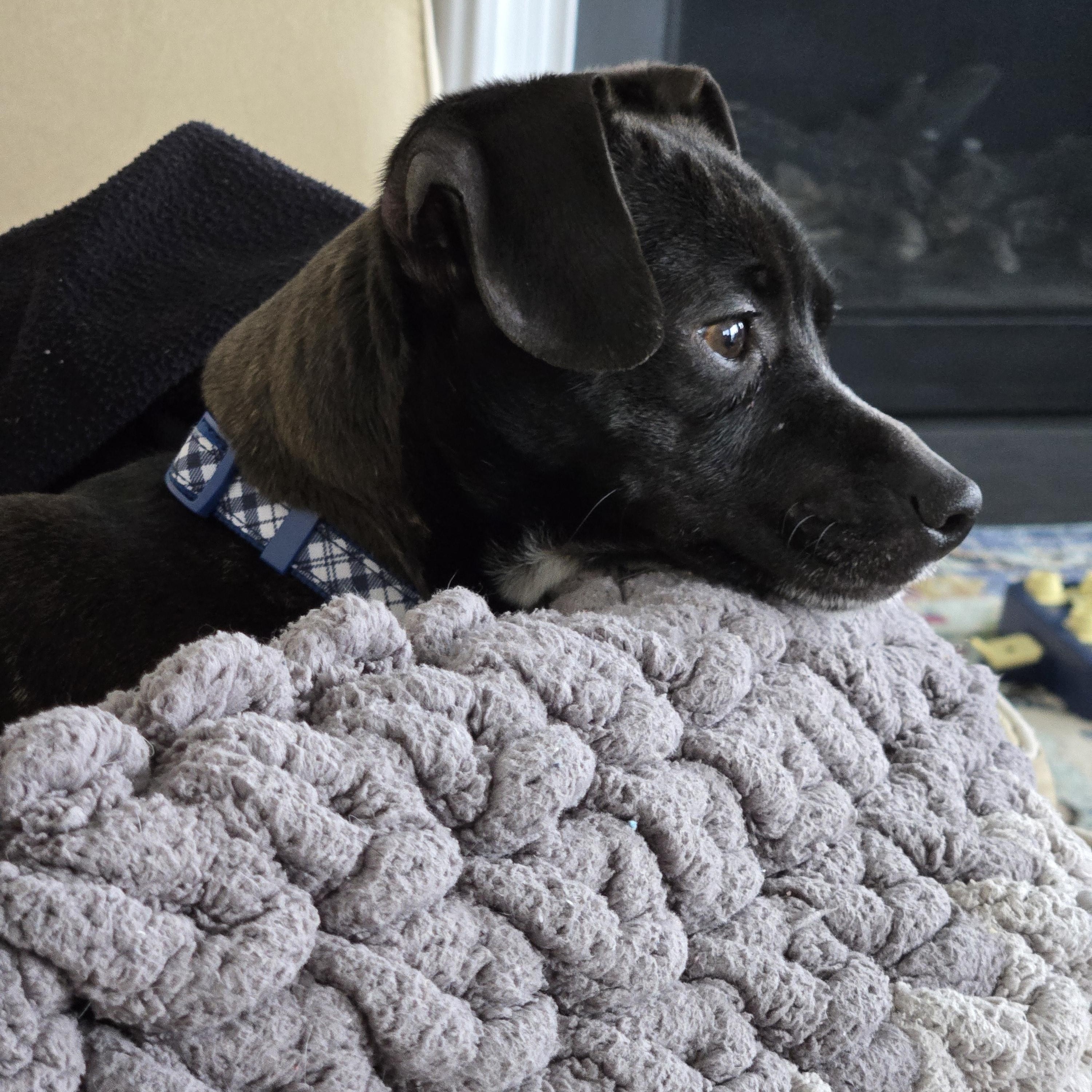 Enlarge Slinky, a Adoptable mixed breed in Queenstown, MD image 3/4