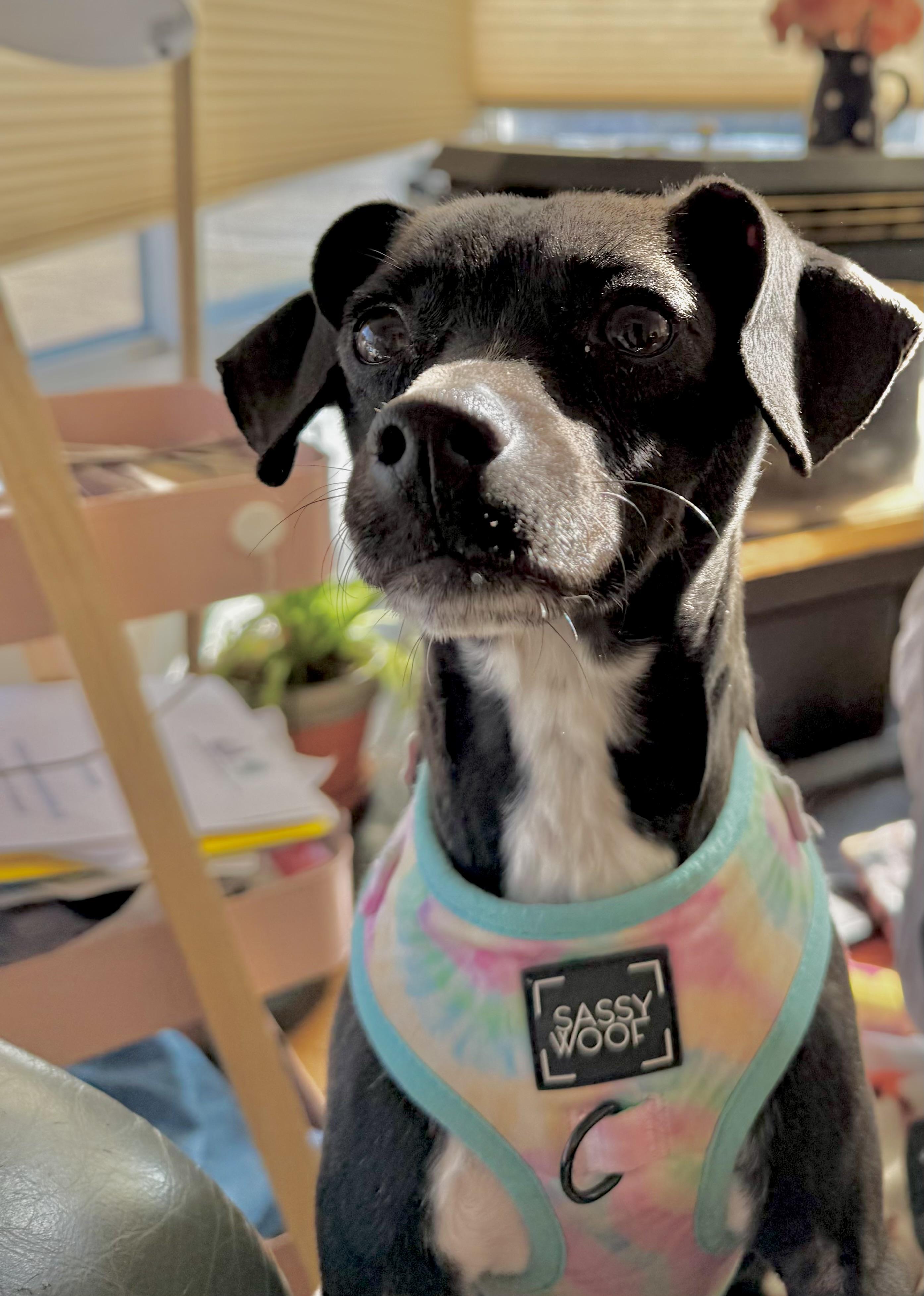 Enlarge Slinky, a Adoptable mixed breed in Queenstown, MD image 1/4