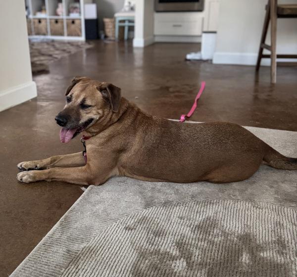 Patty Melt — thumbnail 2