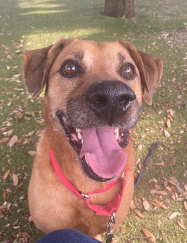 Patty Melt — thumbnail 3