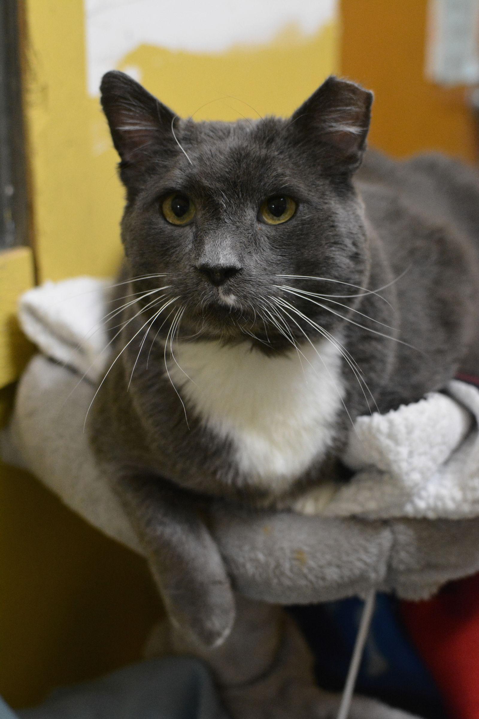 Ozzy, a Adoptable Domestic Short Hair in Montreal, QC image 1/3