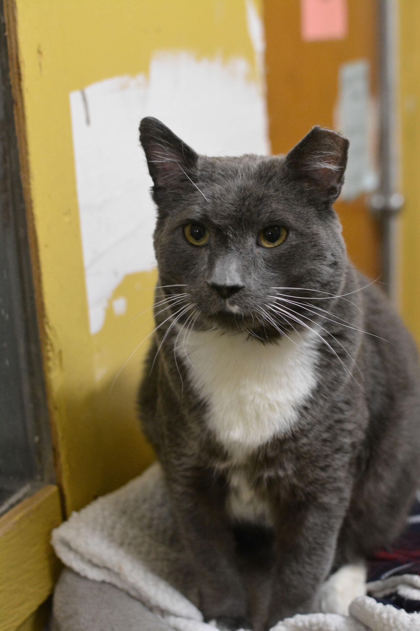 Ozzy, a Adoptable Domestic Short Hair in Montreal, QC image 2/3