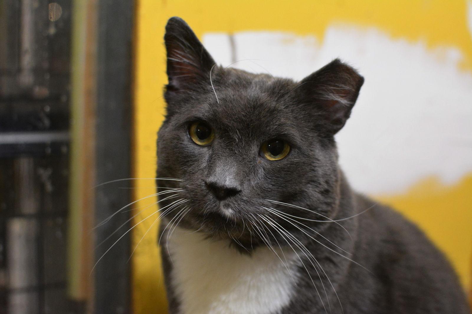 Ozzy, a Adoptable Domestic Short Hair in Montreal, QC image 3/3