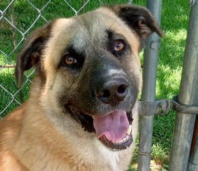 Rover, Adopted, Young Male Anatolian Shepherd.
