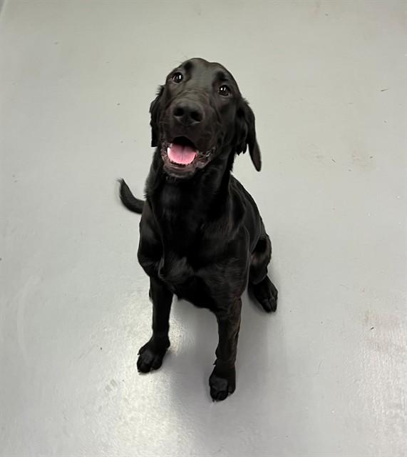 Bunny, Adoptable, Young Female Black Labrador Retriever.