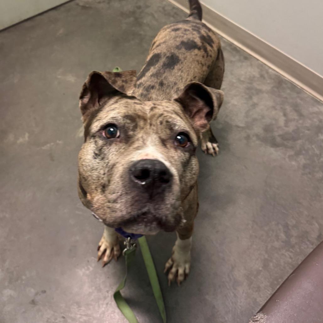 La Brea, Adoptable, Adult Female Mixed Breed.