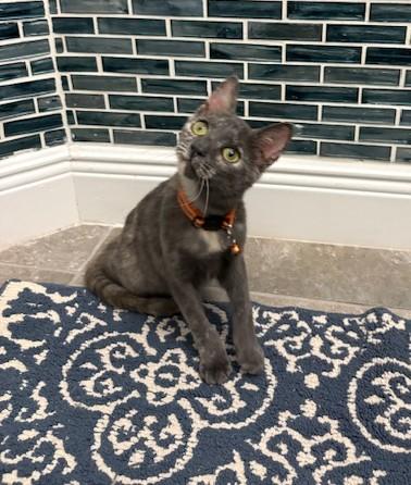 Hayden *forever foster eligible*