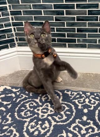 Hayden *forever foster eligible*