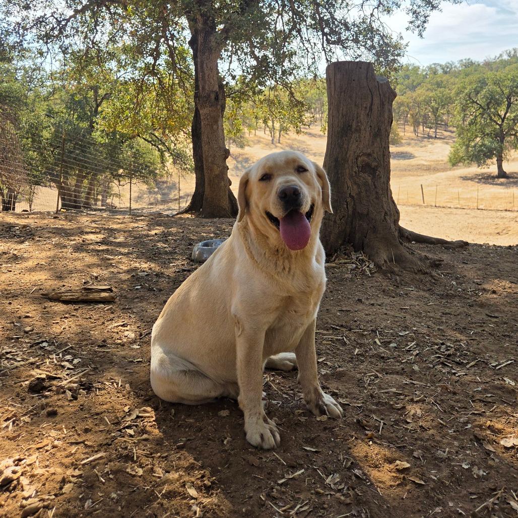 Enlarge Emmett, a Adoptable mixed breed in Pacifica, CA image 1/4