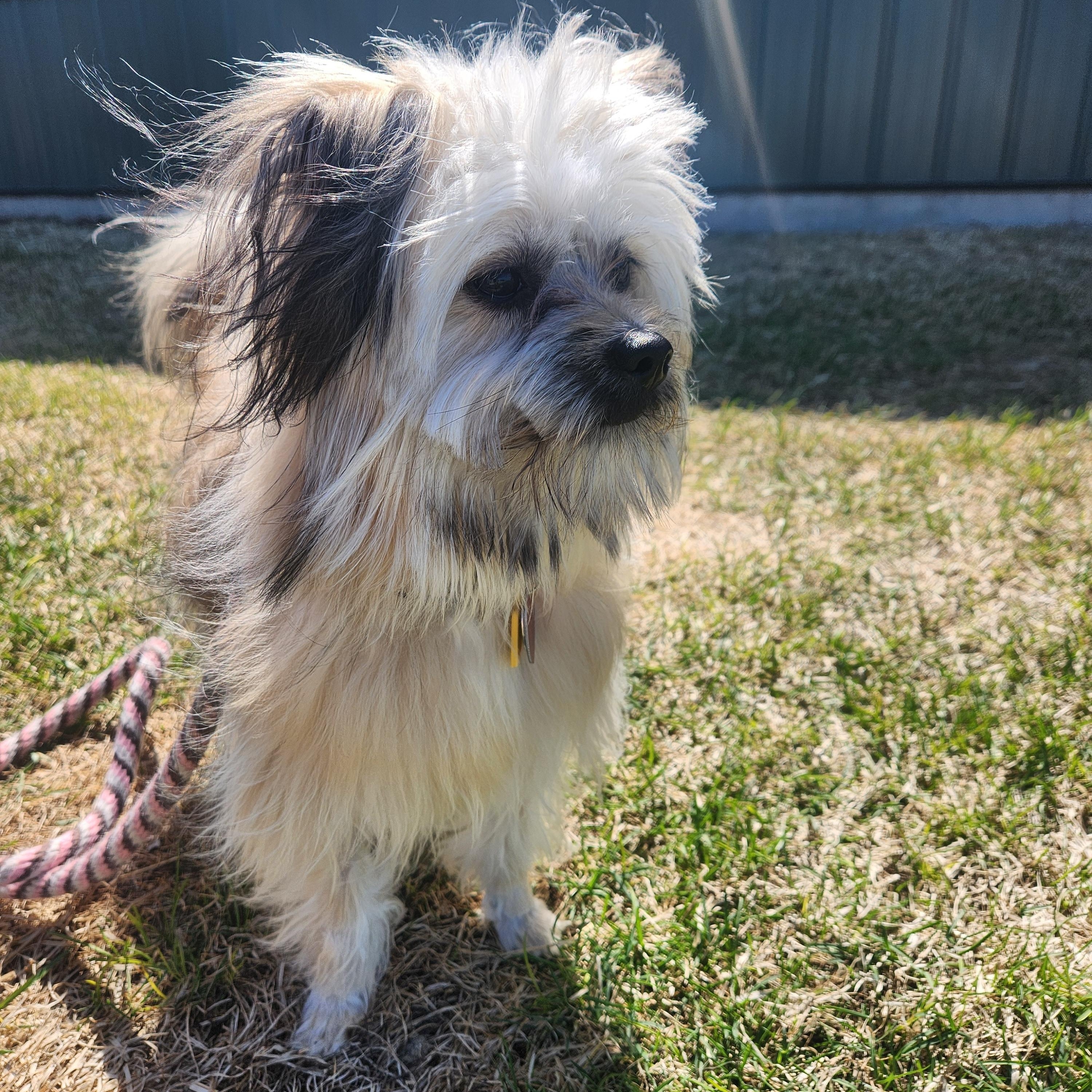 Roddy, adopted, Young Male Yorkshire Terrier.