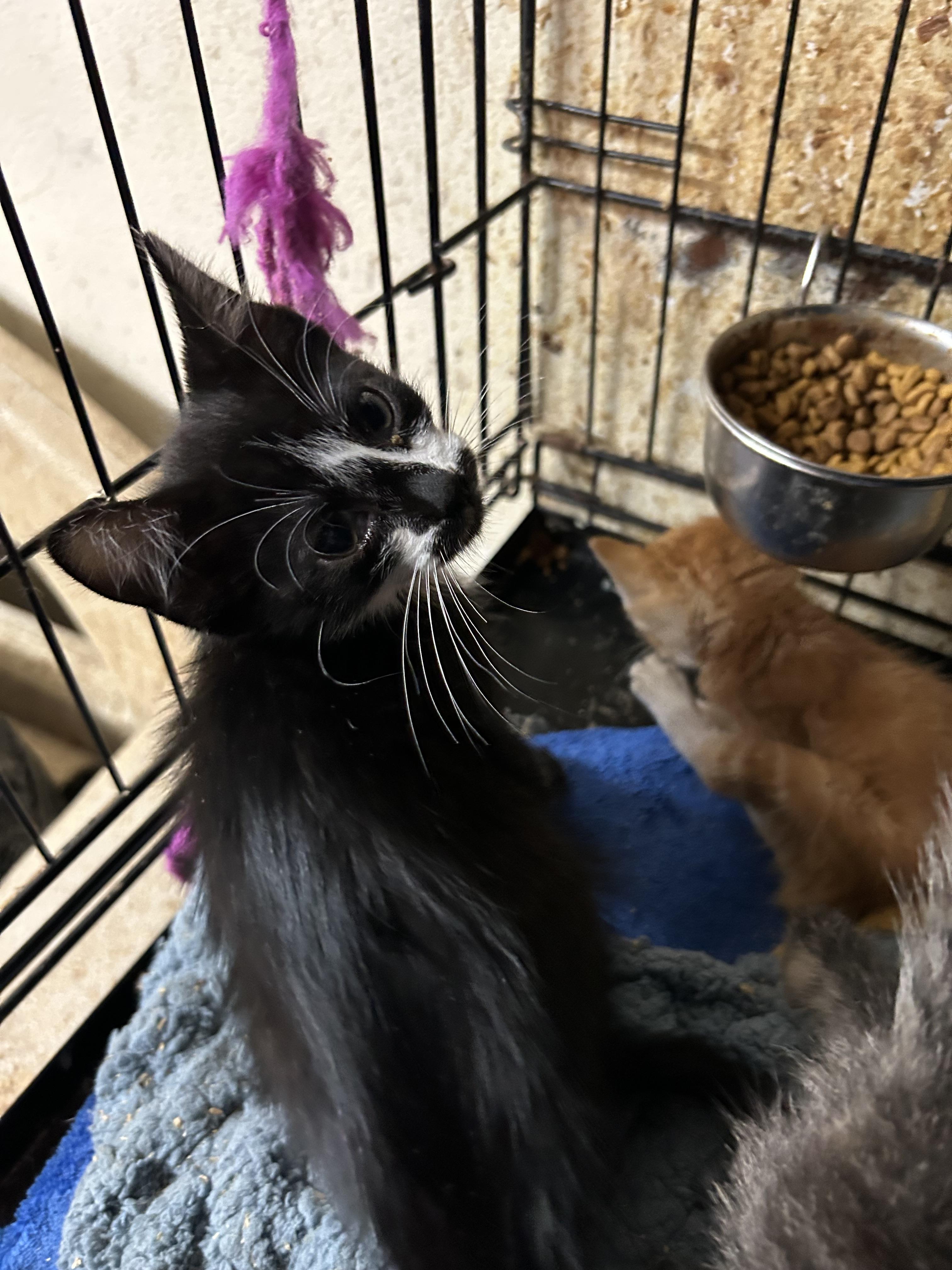 Pistachios, an adopted Tuxedo in New Orleans, LA image 1/2