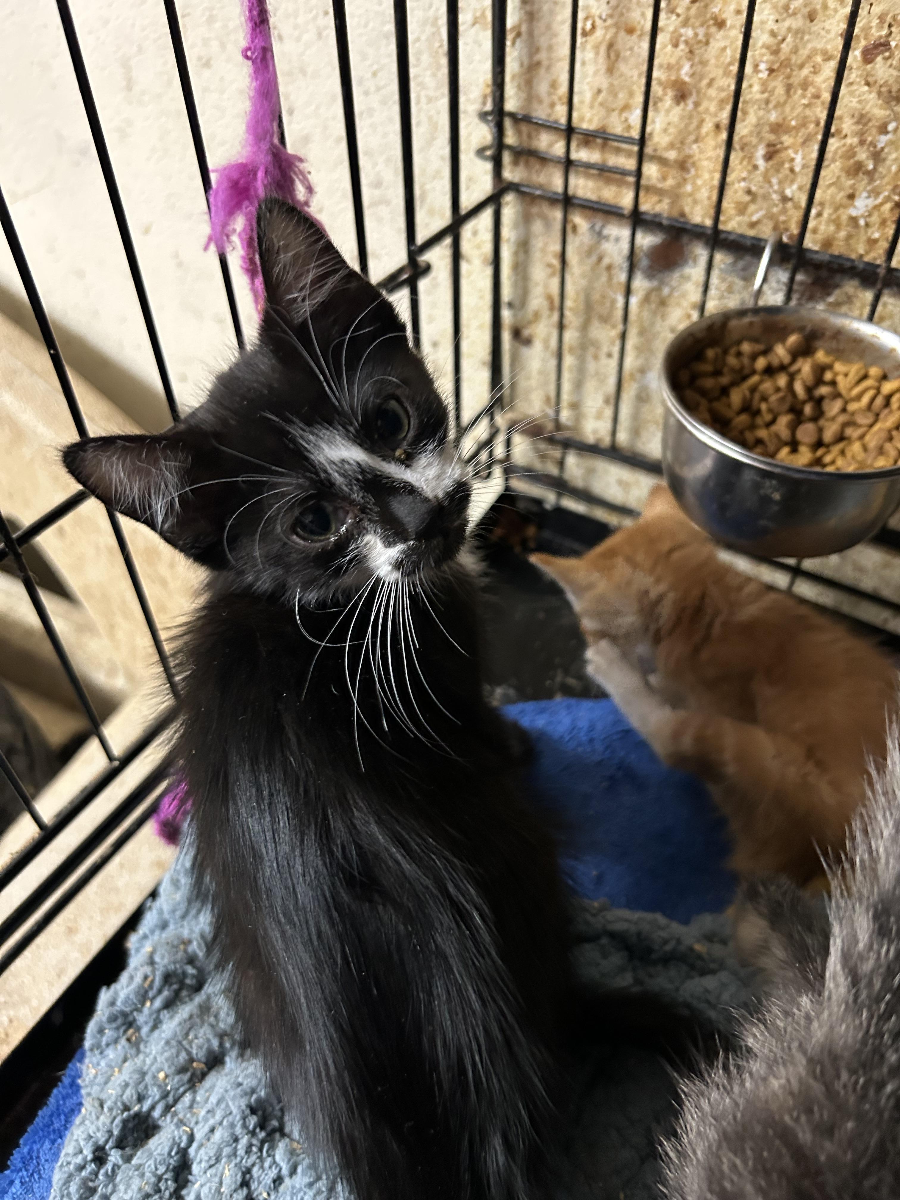Pistachios, an adopted Tuxedo in New Orleans, LA image 2/2