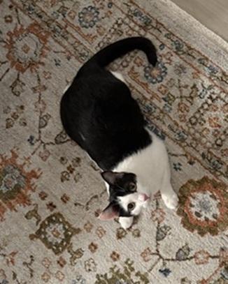Gigi, Adoptable, Adult Female Domestic Short Hair & Tuxedo.