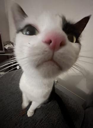 Enlarge Gigi, a Adoptable mixed breed in San Francisco, CA image 2/6