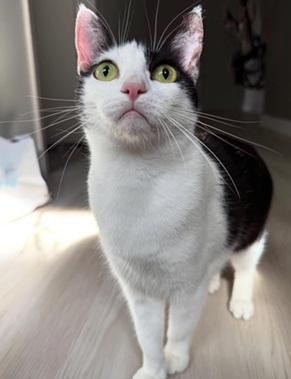 Enlarge Gigi, a Adoptable mixed breed in San Francisco, CA image 3/6