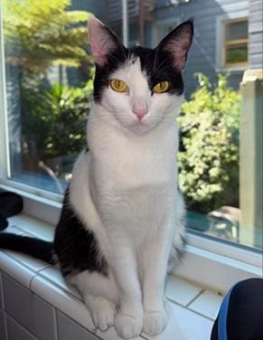 Enlarge Gigi, a Adoptable mixed breed in San Francisco, CA image 4/6