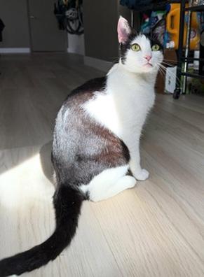 Enlarge Gigi, a Adoptable mixed breed in San Francisco, CA image 5/6