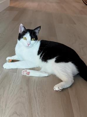 Enlarge Gigi, a Adoptable mixed breed in San Francisco, CA image 6/6