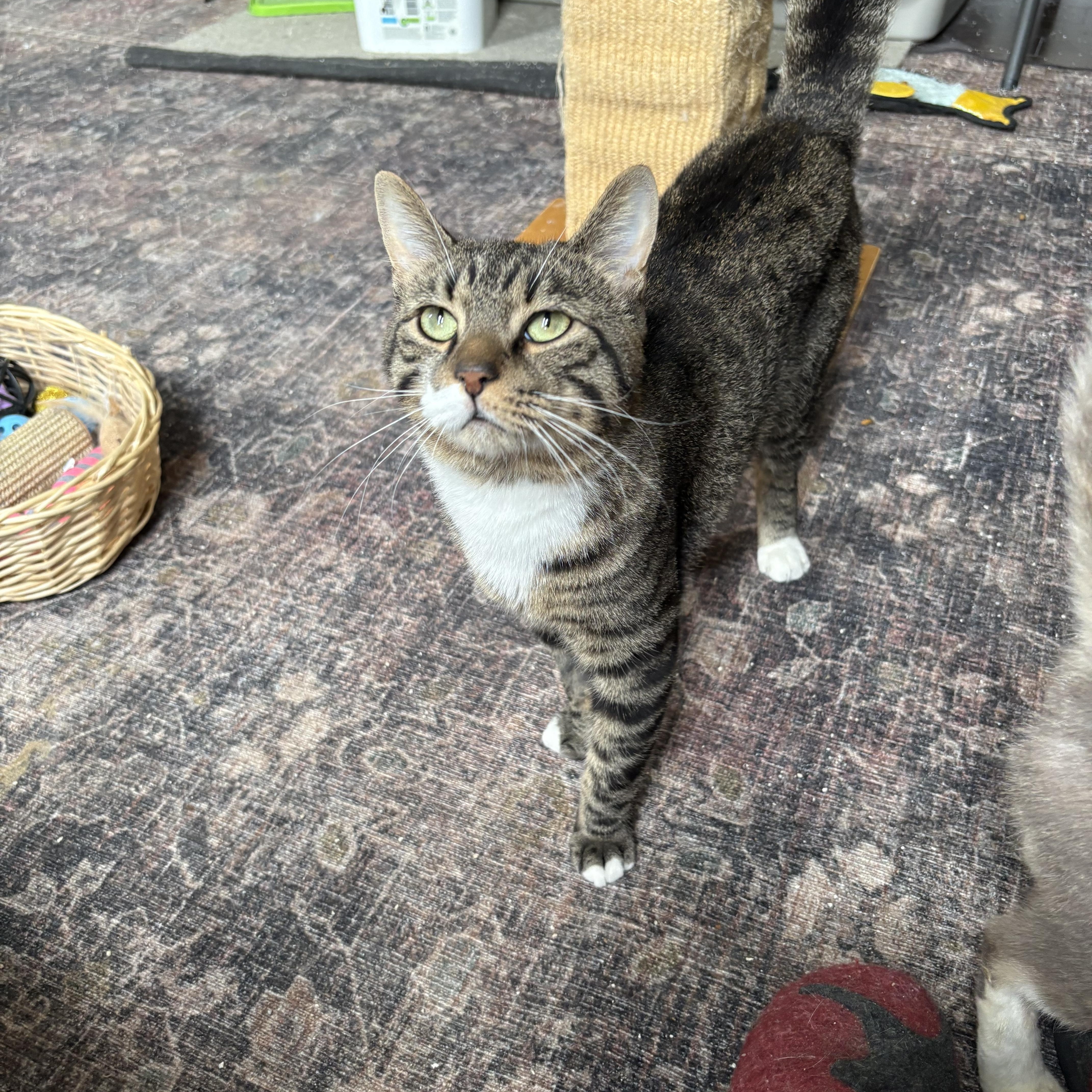 Rockford, a ADOPTABLE Domestic Short Hair in Warminster, PA image 2/3