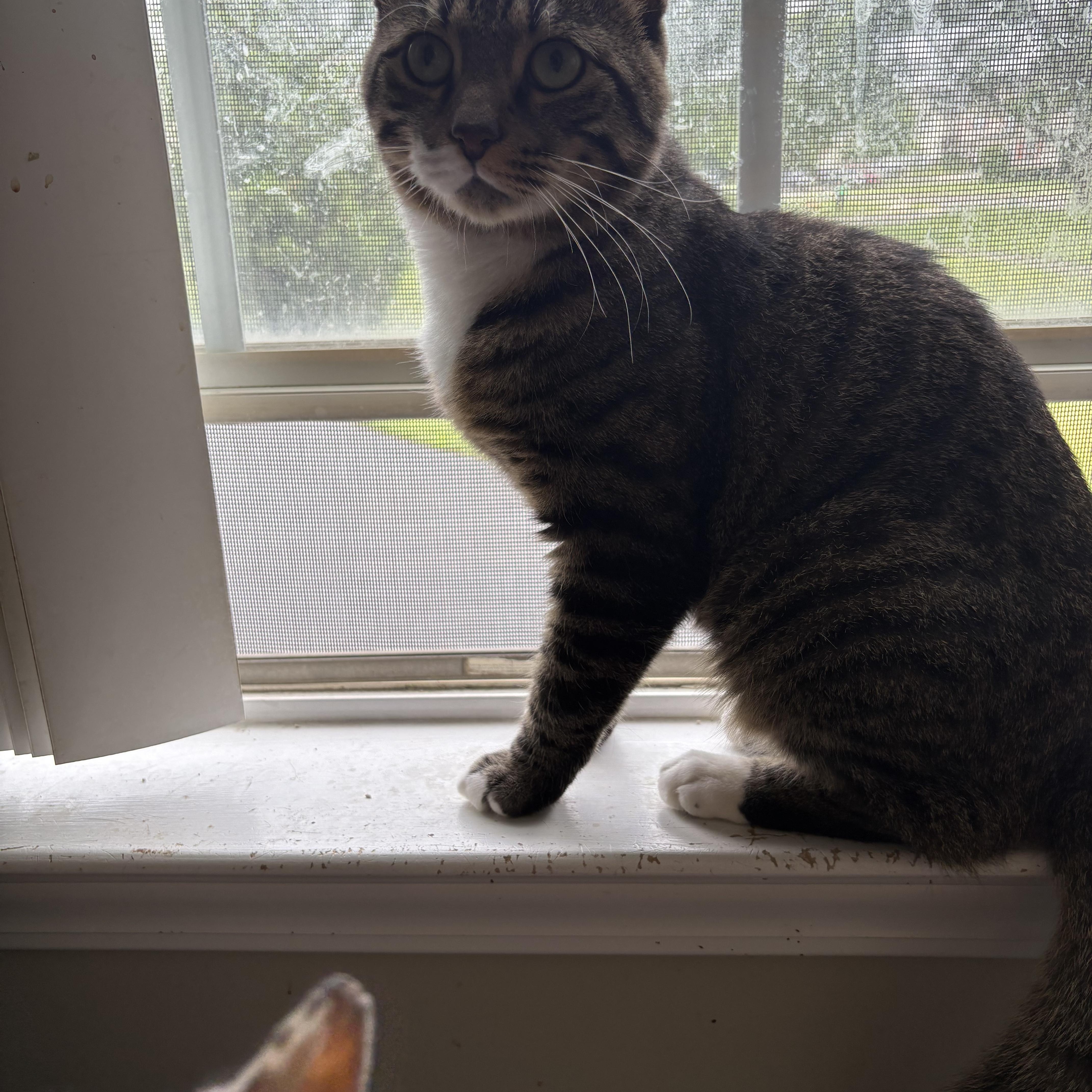 Rockford, a ADOPTABLE Domestic Short Hair in Warminster, PA image 3/3