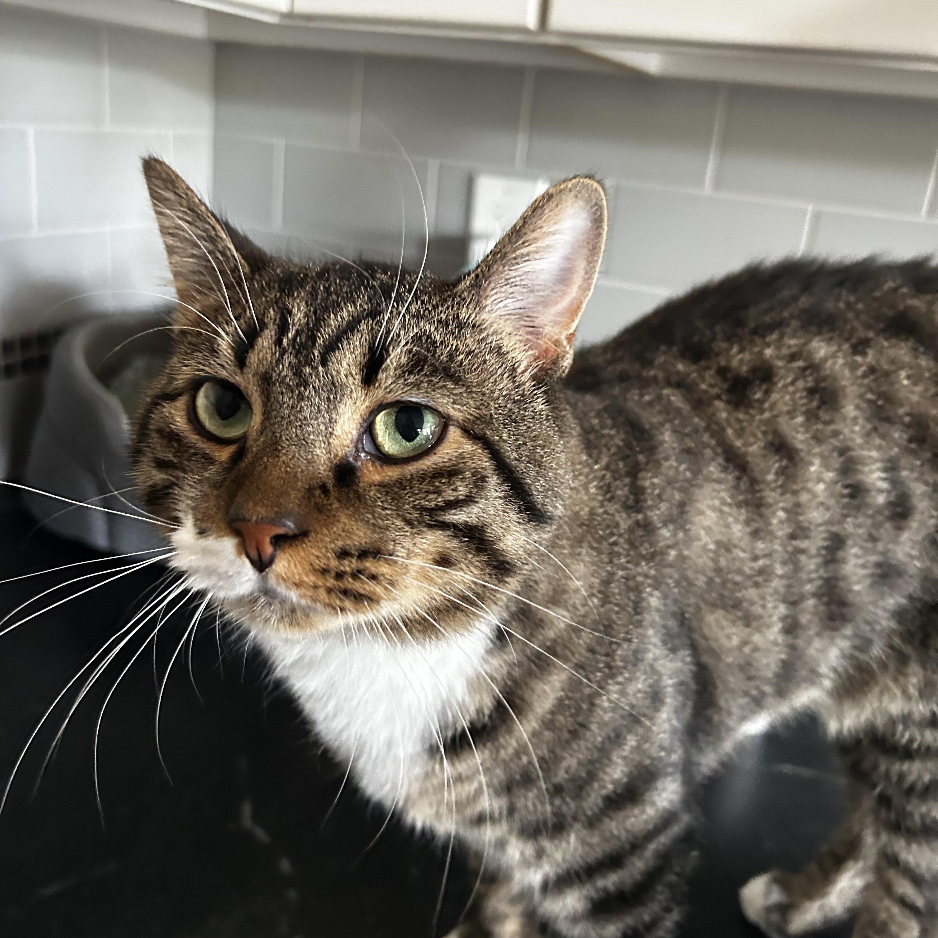 Rockford, an adoptable Domestic Short Hair in Warminster, PA image 5/5