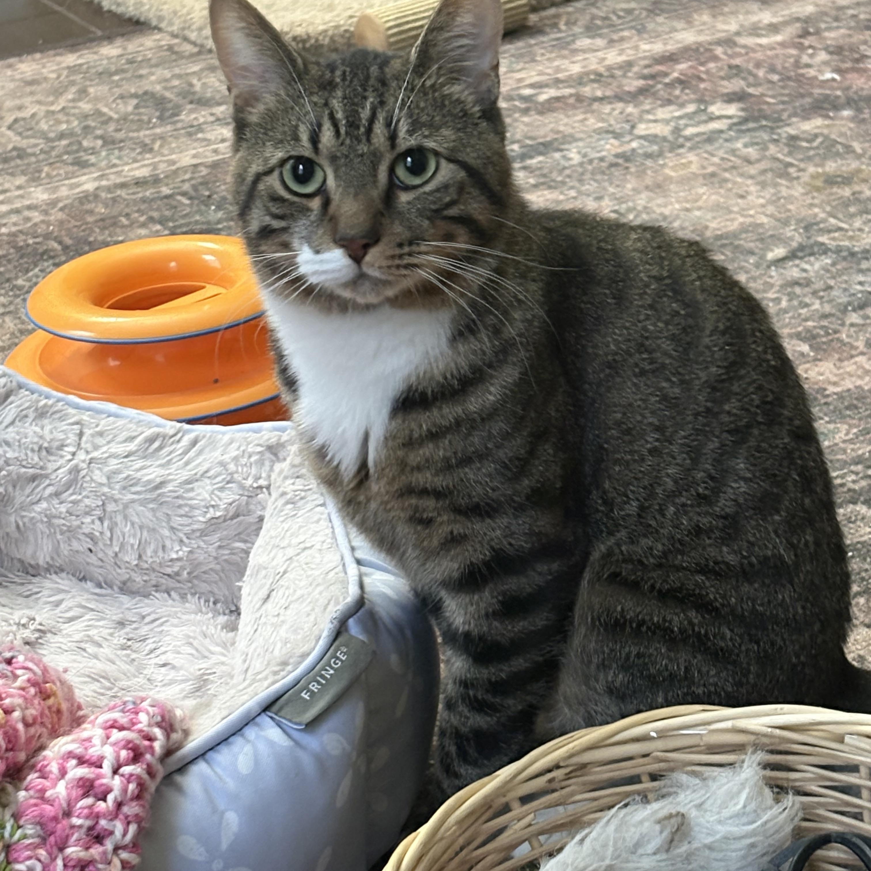 Rockford, ADOPTABLE, Adult Male Domestic Short Hair.