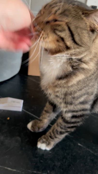 Enlarge Rockford, an adoptable Domestic Short Hair in Warminster, PA video 4/5