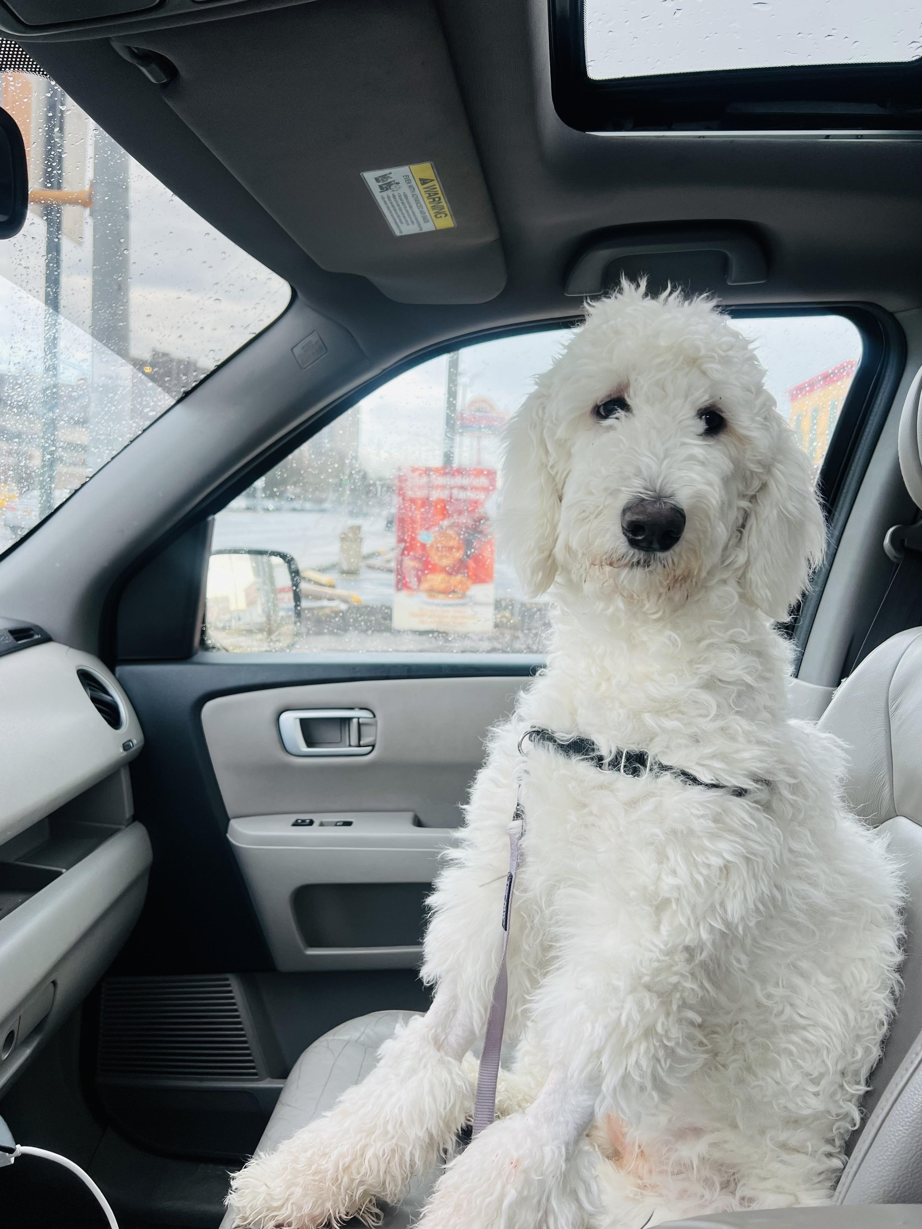 La Noodle, the ultimate dog experience (she's the "dictionary definition of" dog)!, Adoptable, Young Female Goldendoodle.