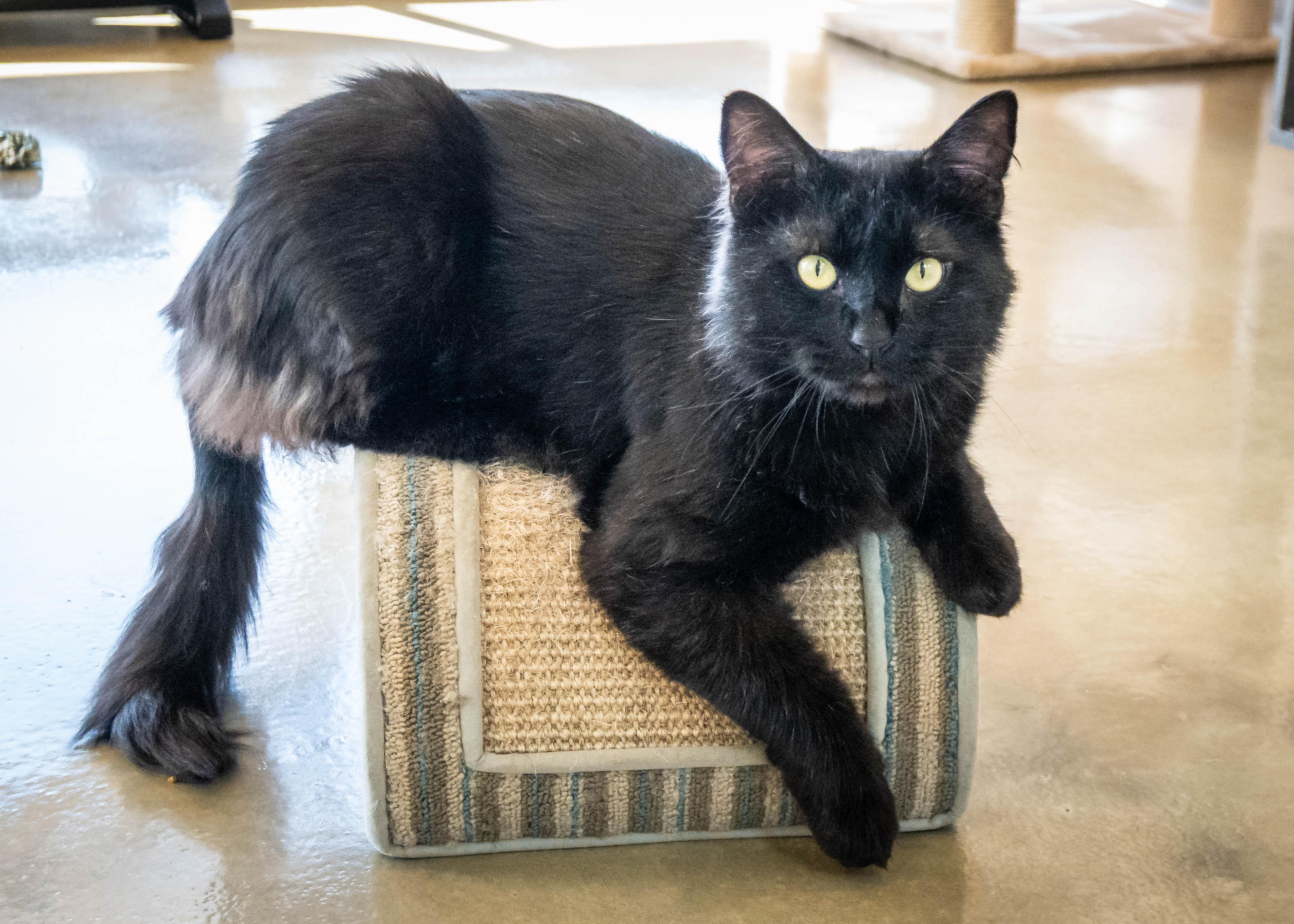 Enlarge Bro, a ADOPTABLE Domestic Medium Hair in Tulsa, OK image 1/1