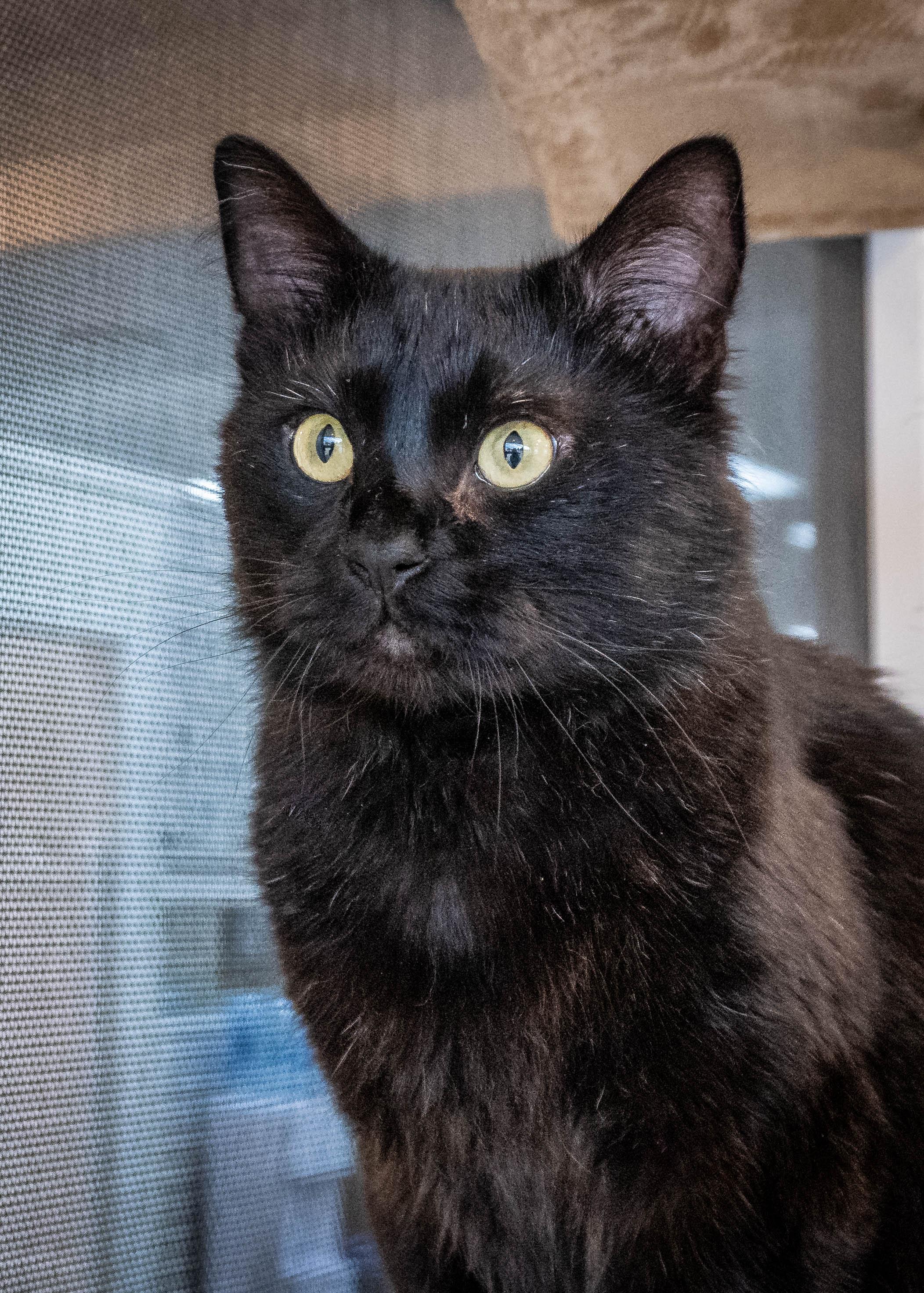 Bro, ADOPTABLE, Adult Male Domestic Medium Hair.