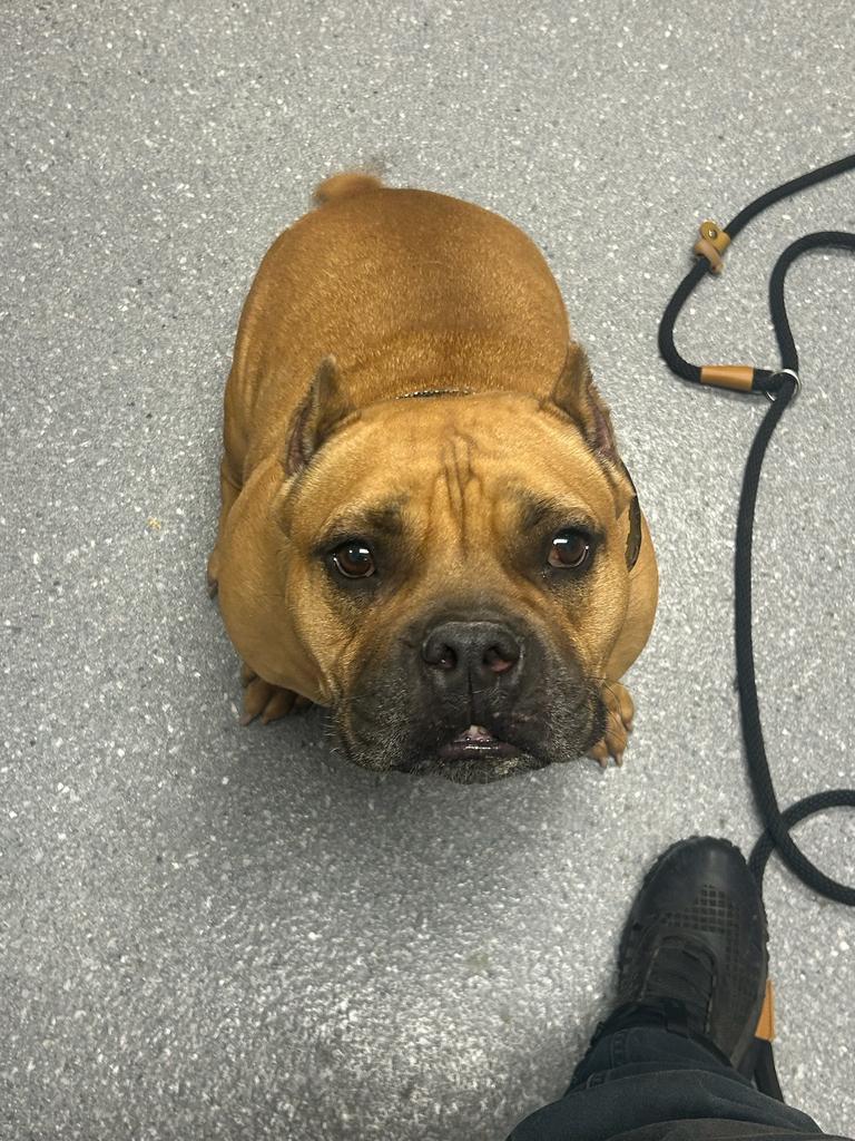 Honey Bun, Adopted, Adult Female Pit Bull Terrier.