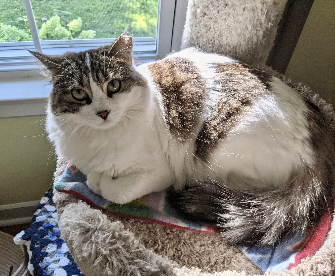 Dora, an adoptable Domestic Medium Hair in Wheeling, IL, 60090 | Photo Image 1