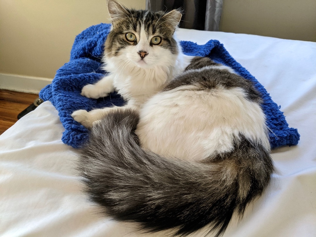 Dora, an adoptable Domestic Medium Hair in Wheeling, IL, 60090 | Photo Image 3