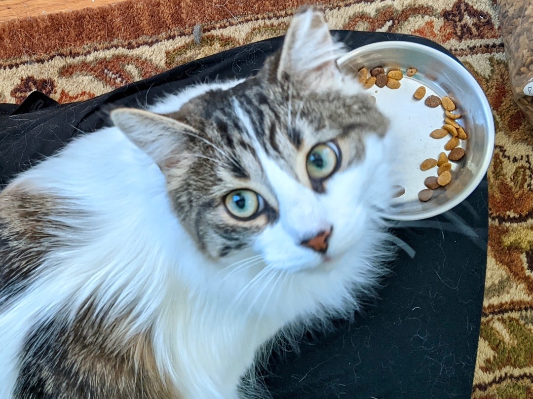 Dora, an adoptable Domestic Medium Hair in Wheeling, IL, 60090 | Photo Image 4