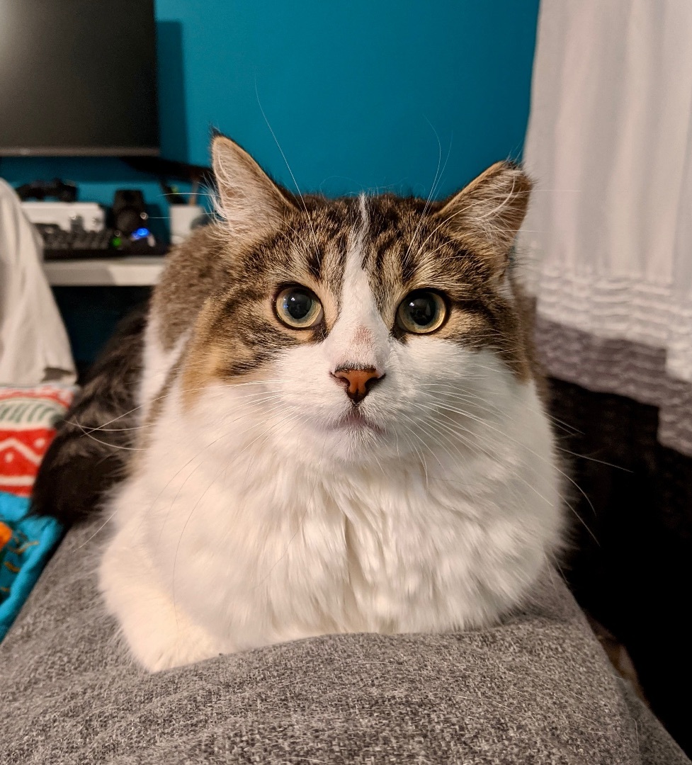Dora, an adoptable Domestic Medium Hair in Wheeling, IL, 60090 | Photo Image 5