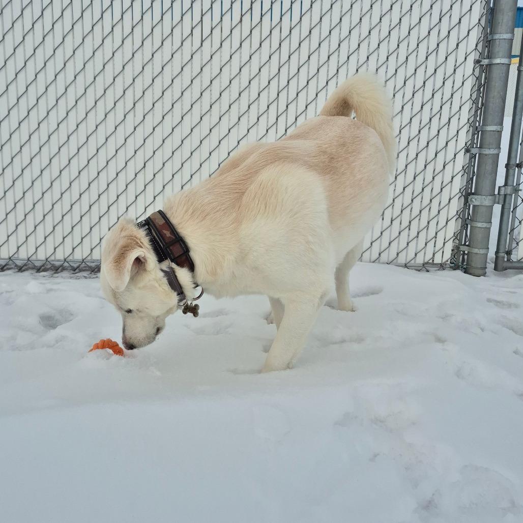 Jarvey, Adoptable, Adult Male Husky & Mixed Breed.