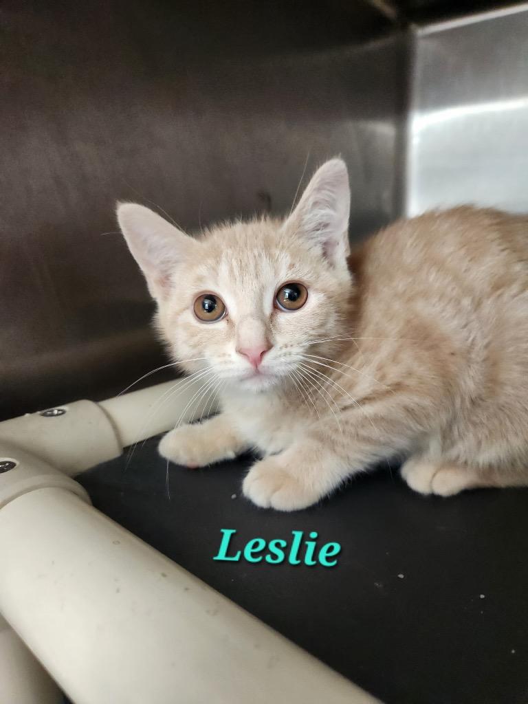 Enlarge Leslie, a Adopted mixed breed in Cambridge, MD image 1/1