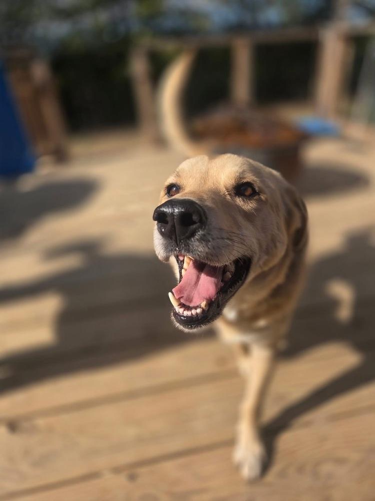 Enlarge Crash, a Adoptable mixed breed in Galena, OH image 1/6