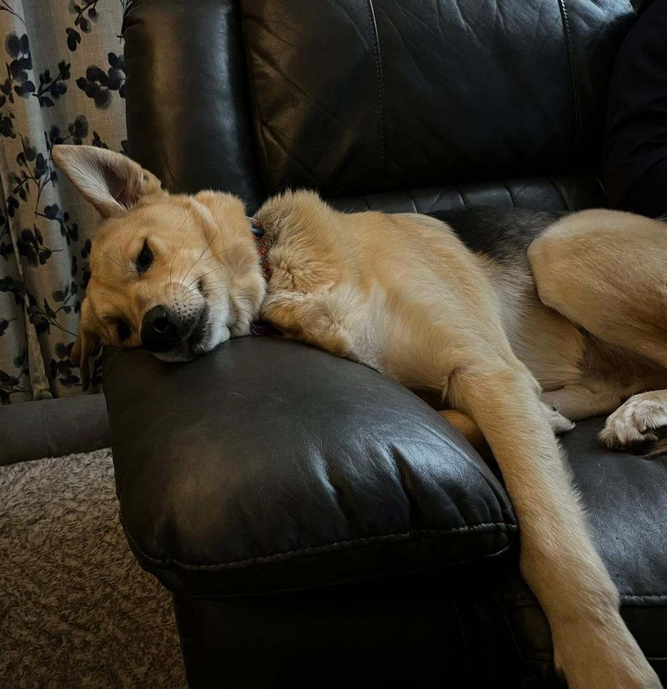 Enlarge Crash, a Adoptable mixed breed in Galena, OH image 3/6