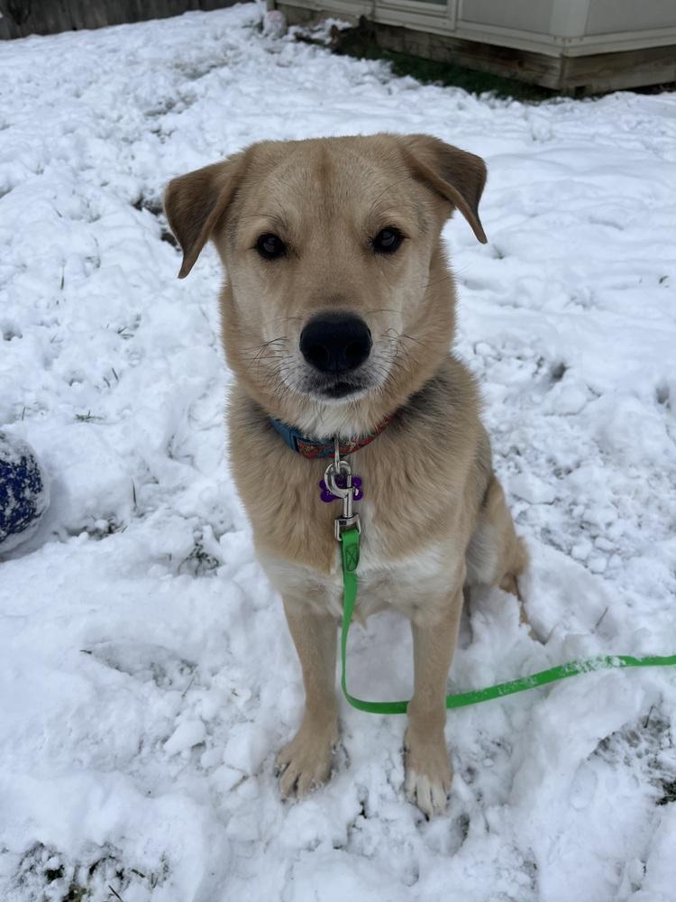 Enlarge Crash, a Adoptable mixed breed in Galena, OH image 2/4